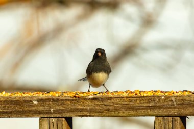 Siyah bir kafa ve sırt ile küçük bir kar kuşu, ve açık renkli bir göbek, tohumlarla dolu ahşap bir kalas üzerinde durur. Kuş doğrudan kameraya bakıyor, dik duruyor. Arka plan bulanık.,