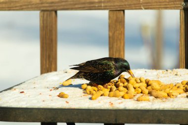 Avrupa Sığırcığı, karlı yüzeyde, bir yığın yer fıstığının arasında, yer fıstığını gagalıyor. Beyaz kar ve sarı fındıklara karşı koyan parlak yeşil ve mor tüylü siyah tüyler. Vahşi yaşam kapanıyor.