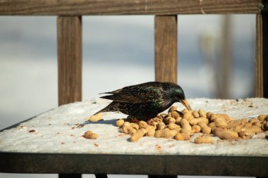 Avrupa Sığırcığı, karlı yüzeyde, bir yığın yer fıstığının arasında, yer fıstığını gagalıyor. Beyaz kar ve sarı fındıklara karşı koyan parlak yeşil ve mor tüylü siyah tüyler. Vahşi yaşam kapanıyor.