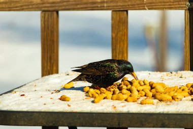 Avrupa Sığırcığı, karlı yüzeyde, bir yığın yer fıstığının arasında, yer fıstığını gagalıyor. Beyaz kar ve sarı fındıklara karşı koyan parlak yeşil ve mor tüylü siyah tüyler. Vahşi yaşam kapanıyor.