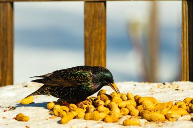 Avrupa Sığırcığı, karlı yüzeyde, bir yığın yer fıstığının arasında, yer fıstığını gagalıyor. Beyaz kar ve sarı fındıklara karşı koyan parlak yeşil ve mor tüylü siyah tüyler. Vahşi yaşam kapanıyor.