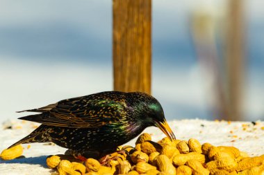 Avrupa Sığırcığı, karlı yüzeyde, bir yığın yer fıstığının arasında, yer fıstığını gagalıyor. Beyaz kar ve sarı fındıklara karşı koyan parlak yeşil ve mor tüylü siyah tüyler. Vahşi yaşam kapanıyor.