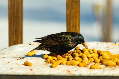 Avrupa Sığırcığı, karlı yüzeyde, bir yığın yer fıstığının arasında, yer fıstığını gagalıyor. Beyaz kar ve sarı fındıklara karşı koyan parlak yeşil ve mor tüylü siyah tüyler. Vahşi yaşam kapanıyor.