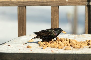 Avrupa Sığırcığı, karlı yüzeyde, bir yığın yer fıstığının arasında, yer fıstığını gagalıyor. Beyaz kar ve sarı fındıklara karşı koyan parlak yeşil ve mor tüylü siyah tüyler. Vahşi yaşam kapanıyor.