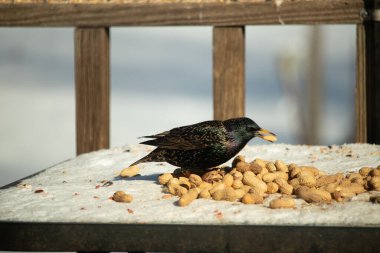 Avrupa Sığırcığı, karlı yüzeyde, bir yığın yer fıstığının arasında, yer fıstığını gagalıyor. Beyaz kar ve sarı fındıklara karşı koyan parlak yeşil ve mor tüylü siyah tüyler. Vahşi yaşam kapanıyor.