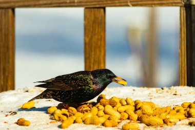 Avrupa Sığırcığı, karlı yüzeyde, bir yığın yer fıstığının arasında, yer fıstığını gagalıyor. Beyaz kar ve sarı fındıklara karşı koyan parlak yeşil ve mor tüylü siyah tüyler. Vahşi yaşam kapanıyor.