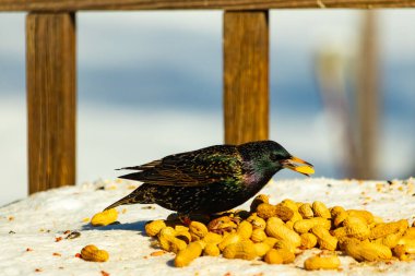 Avrupa Sığırcığı, karlı yüzeyde, bir yığın yer fıstığının arasında, yer fıstığını gagalıyor. Beyaz kar ve sarı fındıklara karşı koyan parlak yeşil ve mor tüylü siyah tüyler. Vahşi yaşam kapanıyor.