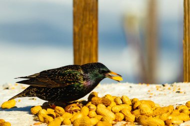 Avrupa Sığırcığı, karlı yüzeyde, bir yığın yer fıstığının arasında, yer fıstığını gagalıyor. Beyaz kar ve sarı fındıklara karşı koyan parlak yeşil ve mor tüylü siyah tüyler. Vahşi yaşam kapanıyor.