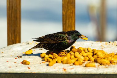 Avrupa Sığırcığı, karlı yüzeyde, bir yığın yer fıstığının arasında, yer fıstığını gagalıyor. Beyaz kar ve sarı fındıklara karşı koyan parlak yeşil ve mor tüylü siyah tüyler. Vahşi yaşam kapanıyor.