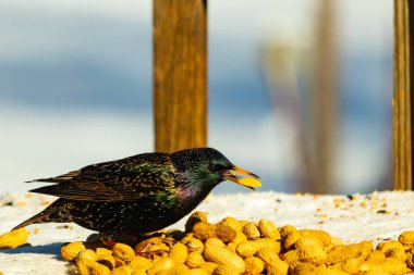 Avrupa Sığırcığı, karlı yüzeyde, bir yığın yer fıstığının arasında, yer fıstığını gagalıyor. Beyaz kar ve sarı fındıklara karşı koyan parlak yeşil ve mor tüylü siyah tüyler. Vahşi yaşam kapanıyor.