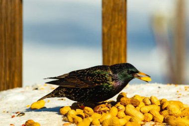 Avrupa Sığırcığı, karlı yüzeyde, bir yığın yer fıstığının arasında, yer fıstığını gagalıyor. Beyaz kar ve sarı fındıklara karşı koyan parlak yeşil ve mor tüylü siyah tüyler. Vahşi yaşam kapanıyor.
