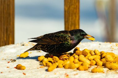 Avrupa Sığırcığı, karlı yüzeyde, bir yığın yer fıstığının arasında, yer fıstığını gagalıyor. Beyaz kar ve sarı fındıklara karşı koyan parlak yeşil ve mor tüylü siyah tüyler. Vahşi yaşam kapanıyor.