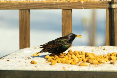 Avrupa Sığırcığı, karlı yüzeyde, bir yığın yer fıstığının arasında, yer fıstığını gagalıyor. Beyaz kar ve sarı fındıklara karşı koyan parlak yeşil ve mor tüylü siyah tüyler. Vahşi yaşam kapanıyor.