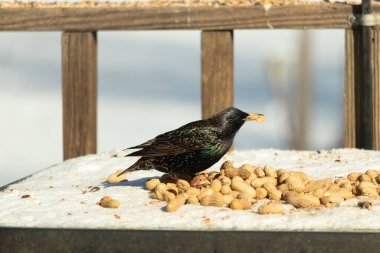 Avrupa Sığırcığı, karlı yüzeyde, bir yığın yer fıstığının arasında, yer fıstığını gagalıyor. Beyaz kar ve sarı fındıklara karşı koyan parlak yeşil ve mor tüylü siyah tüyler. Vahşi yaşam kapanıyor.