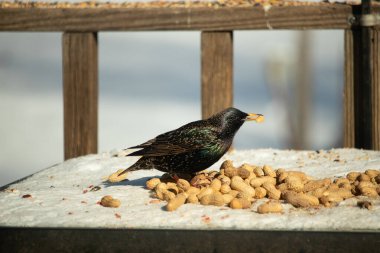 Avrupa Sığırcığı, karlı yüzeyde, bir yığın yer fıstığının arasında, yer fıstığını gagalıyor. Beyaz kar ve sarı fındıklara karşı koyan parlak yeşil ve mor tüylü siyah tüyler. Vahşi yaşam kapanıyor.