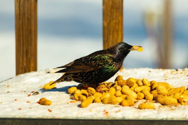 Avrupa Sığırcığı, karlı yüzeyde, bir yığın yer fıstığının arasında, yer fıstığını gagalıyor. Beyaz kar ve sarı fındıklara karşı koyan parlak yeşil ve mor tüylü siyah tüyler. Vahşi yaşam kapanıyor.