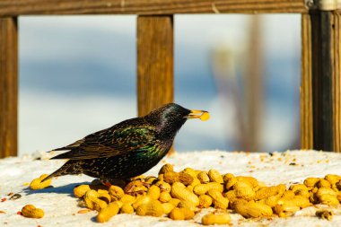 Avrupa Sığırcığı, karlı yüzeyde, bir yığın yer fıstığının arasında, yer fıstığını gagalıyor. Beyaz kar ve sarı fındıklara karşı koyan parlak yeşil ve mor tüylü siyah tüyler. Vahşi yaşam kapanıyor.