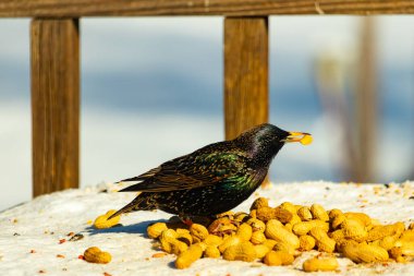Avrupa Sığırcığı, karlı yüzeyde, bir yığın yer fıstığının arasında, yer fıstığını gagalıyor. Beyaz kar ve sarı fındıklara karşı koyan parlak yeşil ve mor tüylü siyah tüyler. Vahşi yaşam kapanıyor.