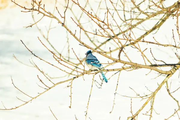 Çıplak kış dallarının arasına tünemiş çarpıcı mavi bir karga. Canlı mavi tüyler ve belirgin arma sessiz arka planda göze çarpıyor. Doğal ortamında vahşi yaşamın detaylı görüntüsü..