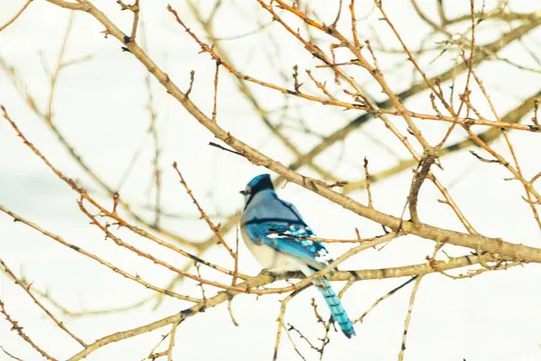Çıplak kış dallarının arasına tünemiş çarpıcı mavi bir karga. Canlı mavi tüyler ve belirgin arma sessiz arka planda göze çarpıyor. Doğal ortamında vahşi yaşamın detaylı görüntüsü..