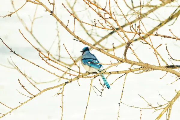 Çıplak kış dallarının arasına tünemiş çarpıcı mavi bir karga. Canlı mavi tüyler ve belirgin arma sessiz arka planda göze çarpıyor. Doğal ortamında vahşi yaşamın detaylı görüntüsü..