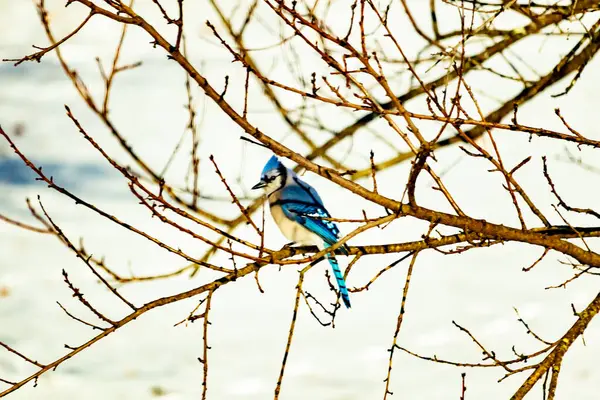 Çıplak kış dallarının arasına tünemiş çarpıcı mavi bir karga. Canlı mavi tüyler ve belirgin arma sessiz arka planda göze çarpıyor. Doğal ortamında vahşi yaşamın detaylı görüntüsü..