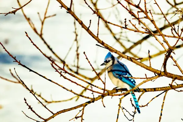 Çıplak kış dallarının arasına tünemiş çarpıcı mavi bir karga. Canlı mavi tüyler ve belirgin arma sessiz arka planda göze çarpıyor. Doğal ortamında vahşi yaşamın detaylı görüntüsü..