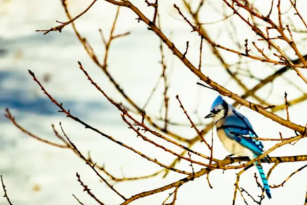 Çıplak kış dallarının arasına tünemiş çarpıcı mavi bir karga. Canlı mavi tüyler ve belirgin arma sessiz arka planda göze çarpıyor. Doğal ortamında vahşi yaşamın detaylı görüntüsü..
