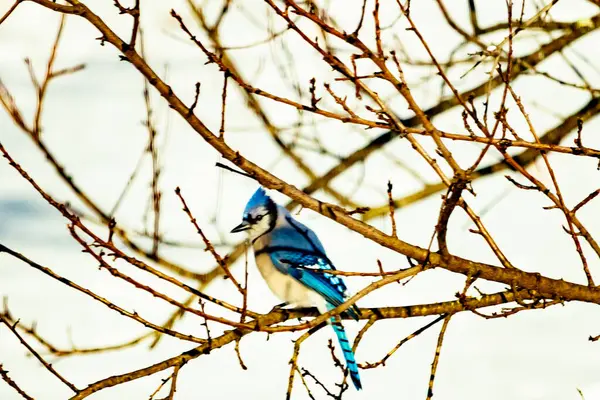 Çıplak kış dallarının arasına tünemiş çarpıcı mavi bir karga. Canlı mavi tüyler ve belirgin arma sessiz arka planda göze çarpıyor. Doğal ortamında vahşi yaşamın detaylı görüntüsü..