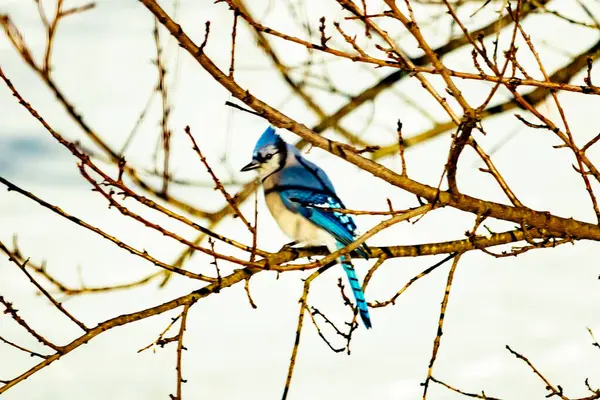 Çıplak kış dallarının arasına tünemiş çarpıcı mavi bir karga. Canlı mavi tüyler ve belirgin arma sessiz arka planda göze çarpıyor. Doğal ortamında vahşi yaşamın detaylı görüntüsü..