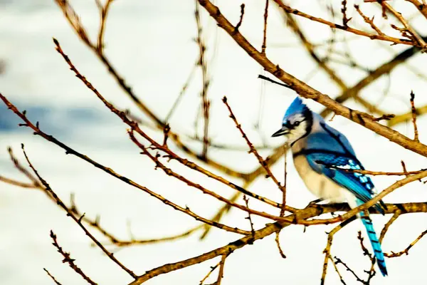 Çıplak kış dallarının arasına tünemiş çarpıcı mavi bir karga. Canlı mavi tüyler ve belirgin arma sessiz arka planda göze çarpıyor. Doğal ortamında vahşi yaşamın detaylı görüntüsü..