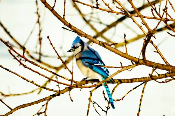 Çıplak kış dallarının arasına tünemiş çarpıcı mavi bir karga. Canlı mavi tüyler ve belirgin arma sessiz arka planda göze çarpıyor. Doğal ortamında vahşi yaşamın detaylı görüntüsü..