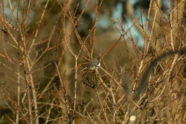 İnce, tomurcuklanan dalların arasında, sağa bakan küçük gri bir kuş. Hafif göbeği, dalların sessiz tonlarına ve bulanık arkaplana karşı görünür..