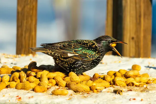 Bir Avrupa sığırcığı, dağınık sarı tohumların arasında, karlı bir yüzeyde, sağa dönük duruyor. Parlak sarı gagası açık olan yanardöner tüyleri detaylıdır. Arka planda tahta tahtalar görünüyor..
