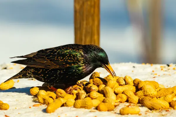 Avrupa Sığırcığı, karlı yüzeyde, bir yığın yer fıstığının arasında, yer fıstığını gagalıyor. Beyaz kar ve sarı fındıklara karşı koyan parlak yeşil ve mor tüylü siyah tüyler. Vahşi yaşam kapanıyor.