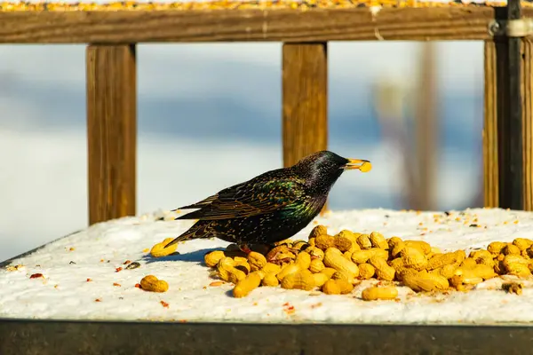 Avrupa Sığırcığı, karlı yüzeyde, bir yığın yer fıstığının arasında, yer fıstığını gagalıyor. Beyaz kar ve sarı fındıklara karşı koyan parlak yeşil ve mor tüylü siyah tüyler. Vahşi yaşam kapanıyor.