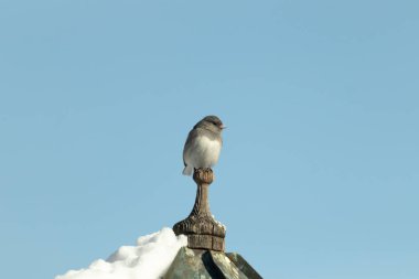 Koyu renk gözlü bir Junco, ahşap bir direğe tünemiş, parlak mavi bir zemin üzerinde. Kuşun ayrıntılı tüyleri ve çarpıcı renk kontrastı büyüleyici bir vahşi yaşam görüntüsü oluşturuyor..