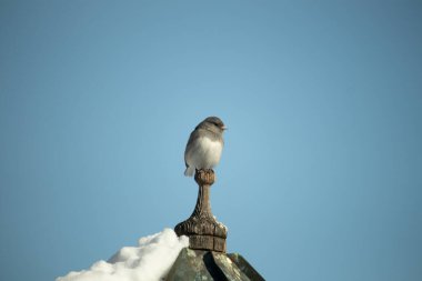Koyu renk gözlü bir Junco, ahşap bir direğe tünemiş, parlak mavi bir zemin üzerinde. Kuşun ayrıntılı tüyleri ve çarpıcı renk kontrastı büyüleyici bir vahşi yaşam görüntüsü oluşturuyor..