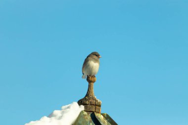 Koyu renk gözlü bir Junco, ahşap bir direğe tünemiş, parlak mavi bir zemin üzerinde. Kuşun ayrıntılı tüyleri ve çarpıcı renk kontrastı büyüleyici bir vahşi yaşam görüntüsü oluşturuyor..