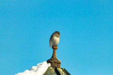 Koyu renk gözlü bir Junco, ahşap bir direğe tünemiş, parlak mavi bir zemin üzerinde. Kuşun ayrıntılı tüyleri ve çarpıcı renk kontrastı büyüleyici bir vahşi yaşam görüntüsü oluşturuyor..