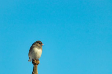 Koyu renk gözlü bir Junco, ahşap bir direğe tünemiş, parlak mavi bir zemin üzerinde. Kuşun ayrıntılı tüyleri ve çarpıcı renk kontrastı büyüleyici bir vahşi yaşam görüntüsü oluşturuyor..