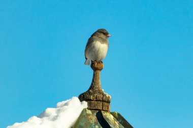Koyu renk gözlü bir Junco, ahşap bir direğe tünemiş, parlak mavi bir zemin üzerinde. Kuşun ayrıntılı tüyleri ve çarpıcı renk kontrastı büyüleyici bir vahşi yaşam görüntüsü oluşturuyor..