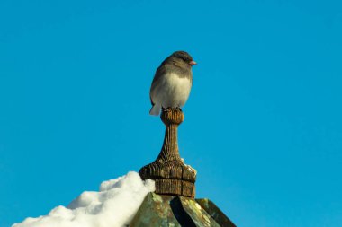 Koyu renk gözlü bir Junco, ahşap bir direğe tünemiş, parlak mavi bir zemin üzerinde. Kuşun ayrıntılı tüyleri ve çarpıcı renk kontrastı büyüleyici bir vahşi yaşam görüntüsü oluşturuyor..