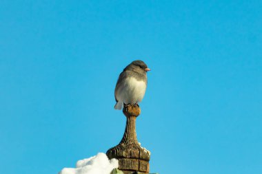 Koyu renk gözlü bir Junco, ahşap bir direğe tünemiş, parlak mavi bir zemin üzerinde. Kuşun ayrıntılı tüyleri ve çarpıcı renk kontrastı büyüleyici bir vahşi yaşam görüntüsü oluşturuyor..
