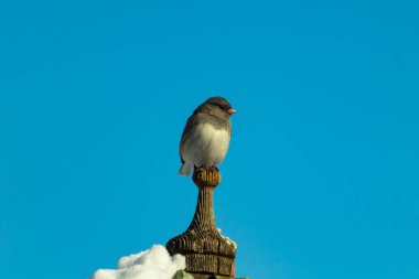 Koyu renk gözlü bir Junco, ahşap bir direğe tünemiş, parlak mavi bir zemin üzerinde. Kuşun ayrıntılı tüyleri ve çarpıcı renk kontrastı büyüleyici bir vahşi yaşam görüntüsü oluşturuyor..