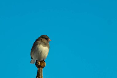 Koyu renk gözlü bir Junco, ahşap bir direğe tünemiş, parlak mavi bir zemin üzerinde. Kuşun ayrıntılı tüyleri ve çarpıcı renk kontrastı büyüleyici bir vahşi yaşam görüntüsü oluşturuyor..