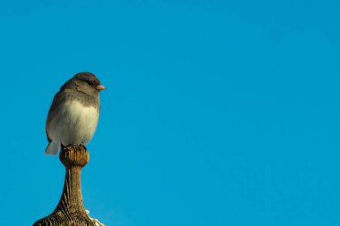 Koyu renk gözlü bir Junco, ahşap bir direğe tünemiş, parlak mavi bir zemin üzerinde. Kuşun ayrıntılı tüyleri ve çarpıcı renk kontrastı büyüleyici bir vahşi yaşam görüntüsü oluşturuyor..