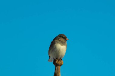 Koyu renk gözlü bir Junco, ahşap bir direğe tünemiş, parlak mavi bir zemin üzerinde. Kuşun ayrıntılı tüyleri ve çarpıcı renk kontrastı büyüleyici bir vahşi yaşam görüntüsü oluşturuyor..
