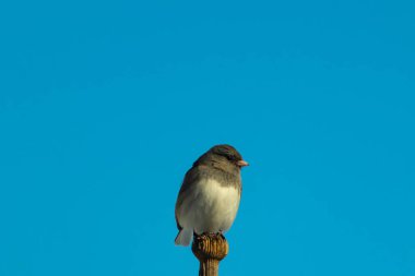 Koyu renk gözlü bir Junco, ahşap bir direğe tünemiş, parlak mavi bir zemin üzerinde. Kuşun ayrıntılı tüyleri ve çarpıcı renk kontrastı büyüleyici bir vahşi yaşam görüntüsü oluşturuyor..