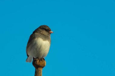 Koyu renk gözlü bir Junco, ahşap bir direğe tünemiş, parlak mavi bir zemin üzerinde. Kuşun ayrıntılı tüyleri ve çarpıcı renk kontrastı büyüleyici bir vahşi yaşam görüntüsü oluşturuyor..